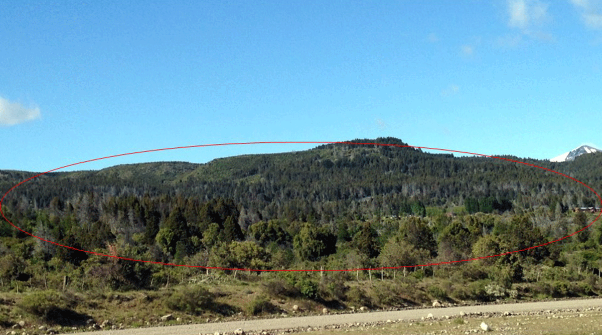 Panoramic view of Los Alerces National Park where the mortality of Austrocedrus chilensis affected with mal del cipreacute;s is observed. The disease was first detected in the area in 1935, and it was attributed to different causes. Many decades after, in 2005, the cause was attributed to Phytophthora. photo by Gloria Abad ndash; USDA-APHIS-PPQ